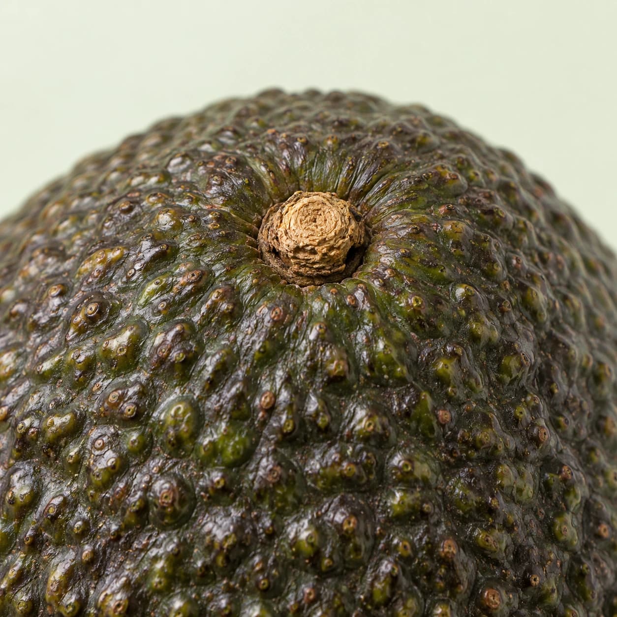 Macro view of a tan attached stem button surrounded by intact, pebbled Hass avocado skin